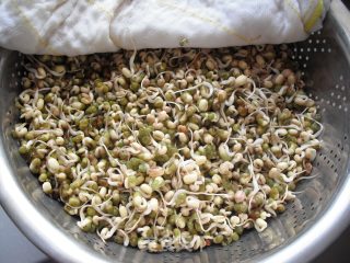 如何在低温季节生发绿豆芽的做法步骤：9
