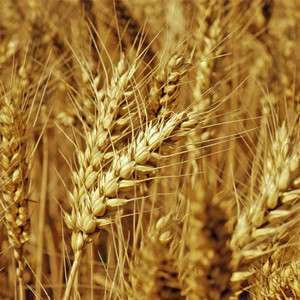 浮小麦和小麦的区别 浮小麦的功效 小麦的作用