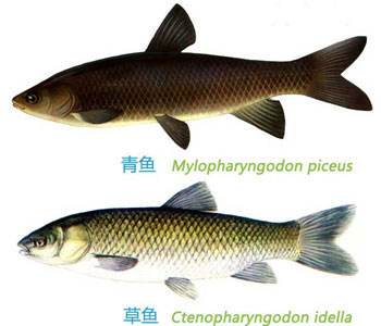 什么是青鱼，草鱼和青鱼的区别图片
