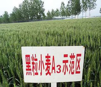 黑小麦的功效与作用 黑小麦的品种 黑小麦的价格