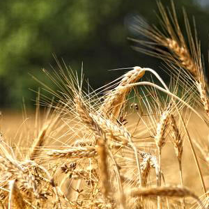 浮小麦的副作用 浮小麦作用与功效 浮小麦怎么吃有营养