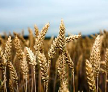 小麦的营养价值 小麦的做法大全 孕妇可以吃小麦吗