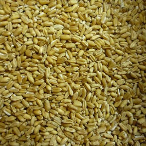 浮小麦和小麦的区别 浮小麦的功效 小麦的作用
