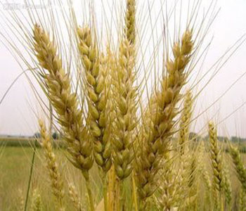 小麦的营养成分 小麦的药用价值 小麦麦麸的功效