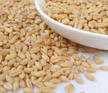 浮小麦的功效与作用 浮小麦的食用方法 浮小麦的鉴别方式
