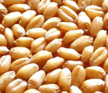 小麦的功效与作用 小麦怎么做好吃 小麦的选购技巧