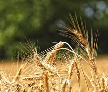 浮小麦的功效与作用 浮小麦的食用方法 浮小麦的鉴别方式