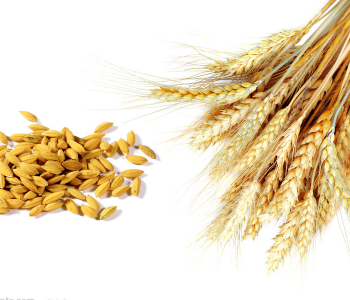 浮小麦的副作用 浮小麦作用与功效 浮小麦怎么吃有营养