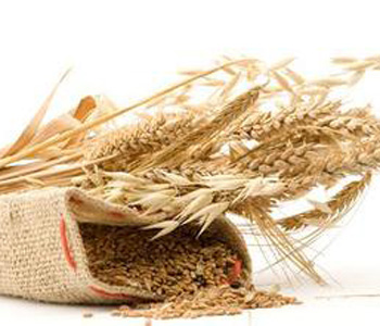 小麦的功效与作用 小麦怎么做好吃 小麦的选购技巧