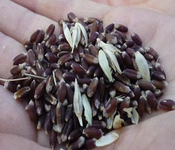 黑小麦的功效与作用 黑小麦的品种 黑小麦的价格