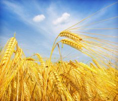 小麦的营养成分和药用价值介绍 小麦麦麸的功效