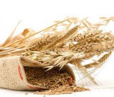 小麦的功效与作用有哪些 小麦的选购技巧