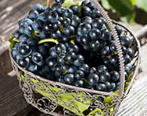 黑色水果抗衰老力强 多吃黑色水果能让你保持年轻