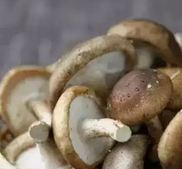 保存蘑菇的方法 蘑菇靠谱儿的保存方法