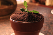提拉米苏盆栽的做法视频