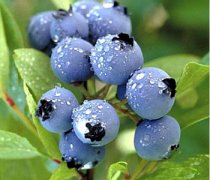 【蓝莓的营养价值】蓝莓的功效与作用