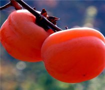 【柿子吃多了会得结石吗】柿子的营养价值_吃柿子需要注意什么