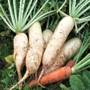 【白萝卜和胡萝卜能一起吃吗】白萝卜的食疗功效_白萝卜的做法大全