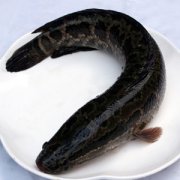 【黑鱼的营养价值】黑鱼汤的功效_黑鱼的做法大全