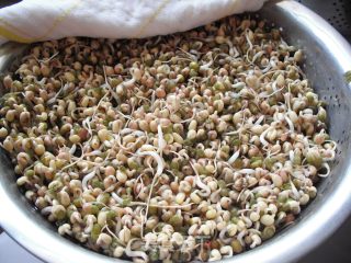 如何在低温季节生发绿豆芽的做法步骤：11