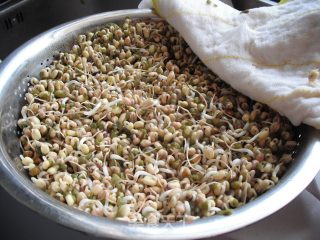 如何在低温季节生发绿豆芽的做法步骤：12