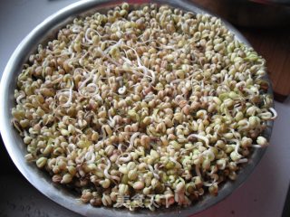 如何在低温季节生发绿豆芽的做法步骤：13